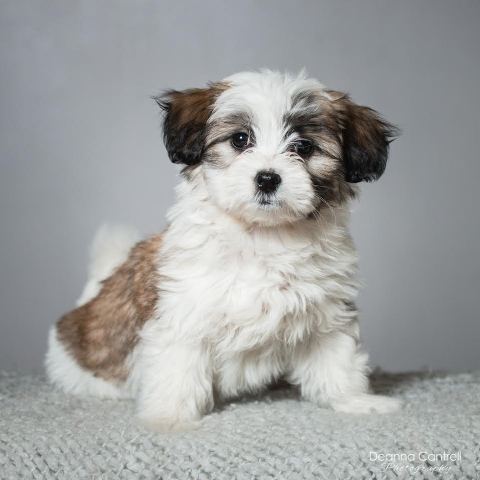 professionalPupPhoto1